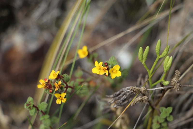 Chaetolepis microphylla, photographed by Andrés Ramírez-Barrera