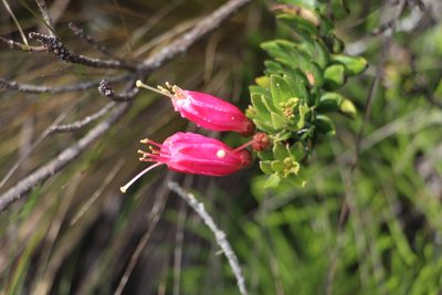 Bejaria resinosa, photographed by Andrés Ramírez-Barrera