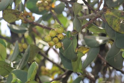 Clusia multiflora, photographed by Andrés Ramírez-Barrera