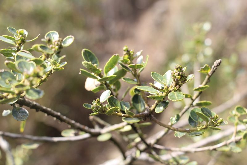 Ilex microphylla, photographed by Andrés Ramírez-Barrera