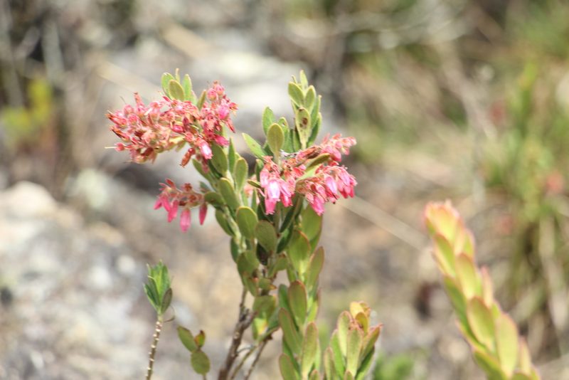 Gaylussacia buxifolia, photographed by Andrés Ramírez-Barrera