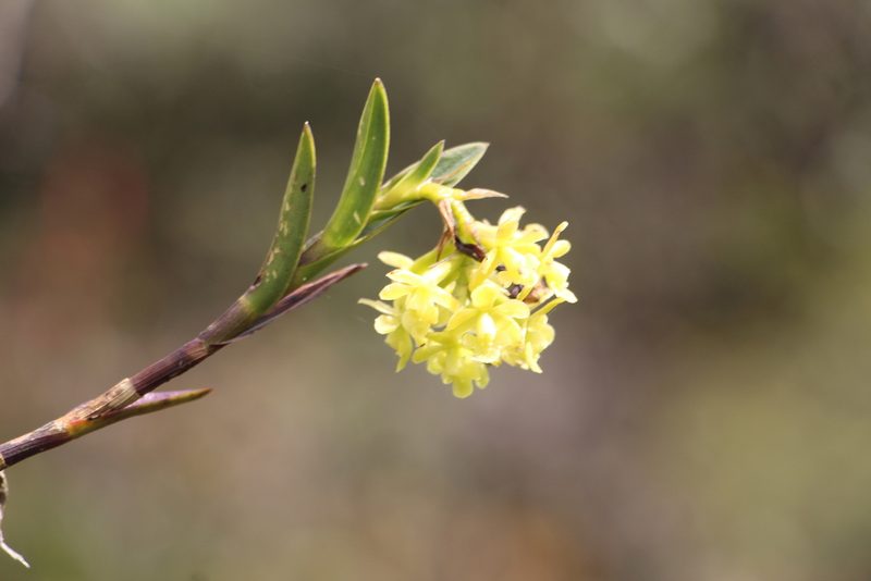 Epidendrum zipaquiranum, photographed by Andrés Ramírez-Barrera