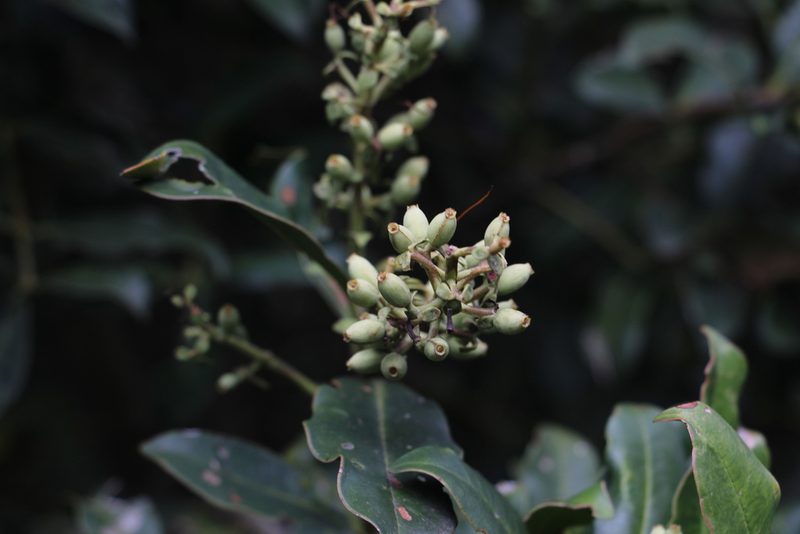 Gaiadendron punctatum, photographed by Andrés Ramírez-Barrera
