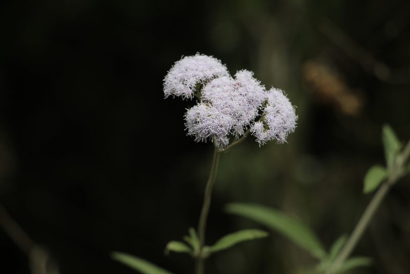 Lourteigia stoechadifolia, photographed by Andrés Ramírez-Barrera