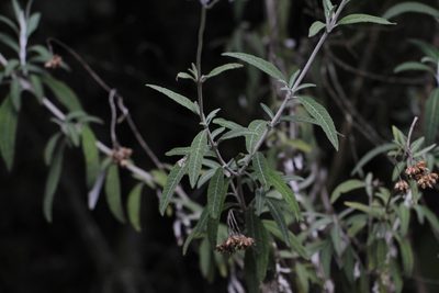 Lourteigia stoechadifolia, photographed by Andrés Ramírez-Barrera