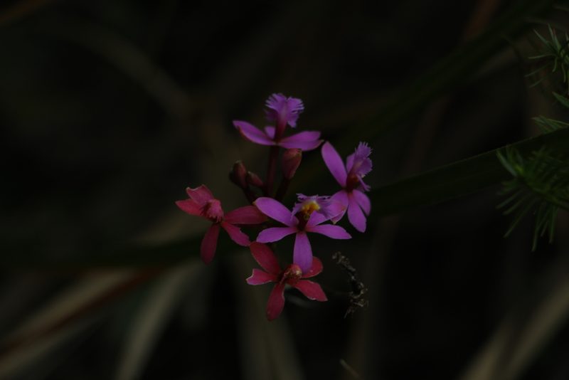 Epidendrum arachnoglossum, photographed by Andrés Ramírez-Barrera