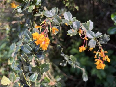 Berberis darwinii, photographed by Jeff Harter