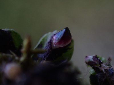 Targionia hypophylla, photographed by Randal