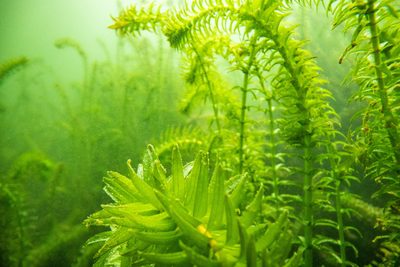 Elodea densa, photographed by Shaun Lee