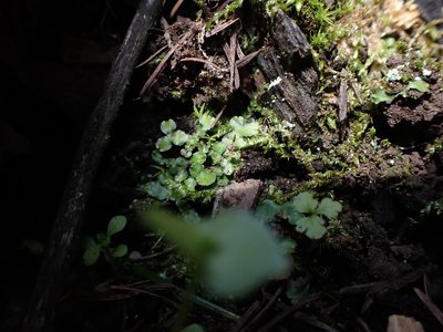 Targionia hypophylla, photographed by Randal