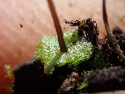 Mannia gracilis, photographed by Randal