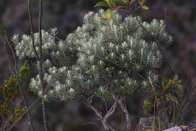 Linochilus rosmarinifolius, photographed by Andrés Ramírez-Barrera