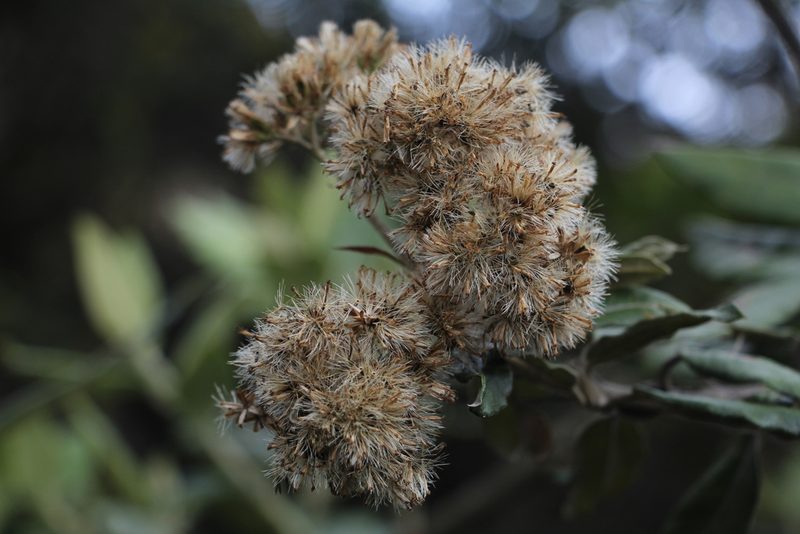 Ageratina asclepiadea, photographed by Andrés Ramírez-Barrera