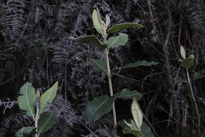 Ageratina asclepiadea, photographed by Andrés Ramírez-Barrera