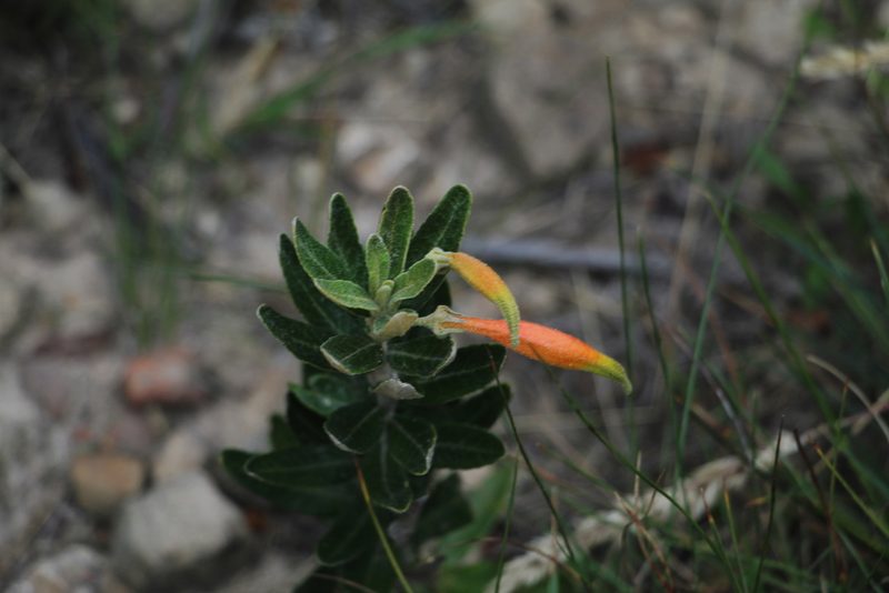 Siphocampylus columnae, photographed by Andrés Ramírez-Barrera