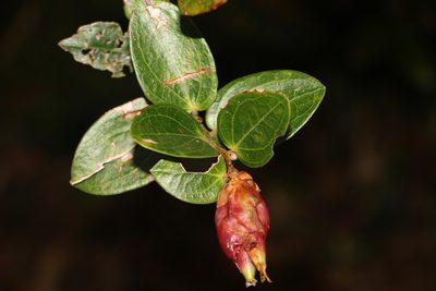 Cavendishia bracteata, photographed by Andrés Ramírez-Barrera