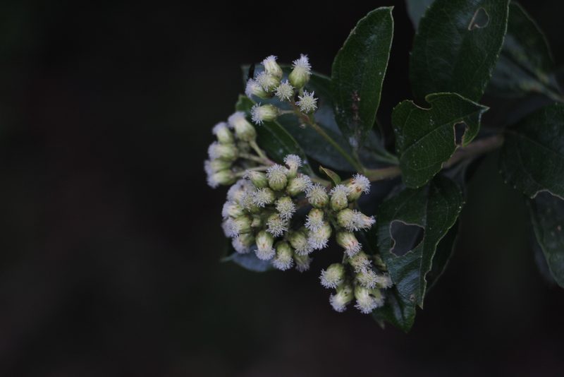 Baccharis prunifolia, photographed by Andrés Ramírez-Barrera
