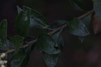 Baccharis prunifolia, photographed by Andrés Ramírez-Barrera