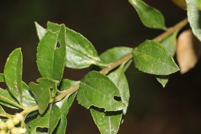 Baccharis prunifolia, photographed by Andrés Ramírez-Barrera