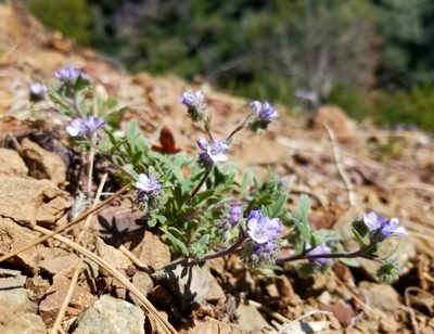 Phacelia breweri, photographed by Jonathan Curley