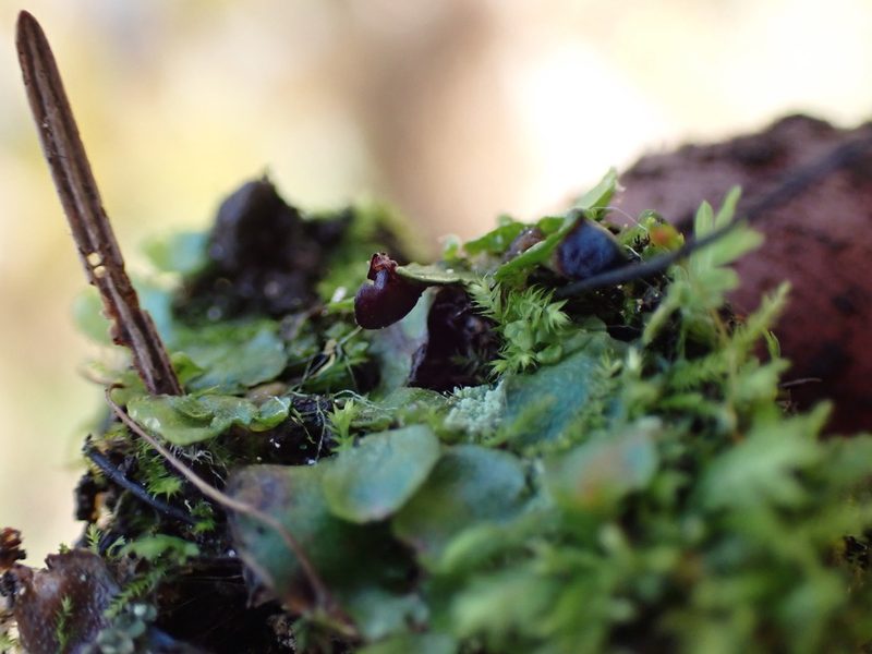 Targionia hypophylla, photographed by Randal