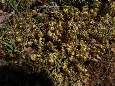 Homalothecium megaptilum, photographed by Randal