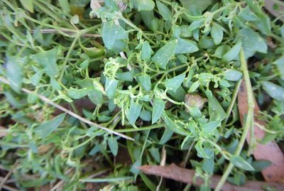 Chenopodium nutans, photographed by Aalbert Rebergen