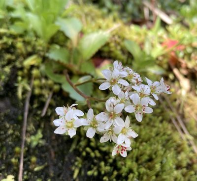 Micranthes rufidula, photographed by Caleb Catto