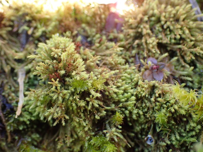 Philonotis capillaris, photographed by Randal