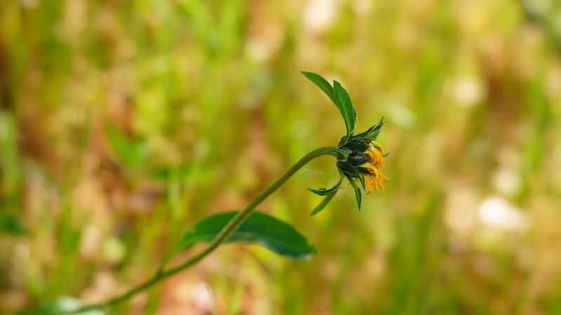 Helianthella castanea, photographed by Michael Warner