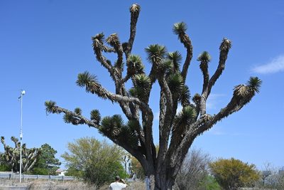 Yucca filifera, photographed by Alan Rockefeller