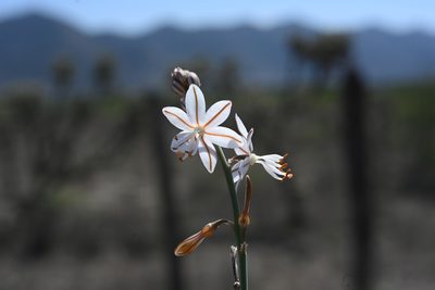 Asphodelus fistulosus, photographed by Alan Rockefeller
