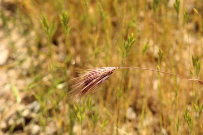 Bromus rubens, photographed by Elly Poretsky