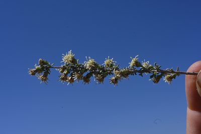 Baccharis pteronioides, photographed by Alan Rockefeller