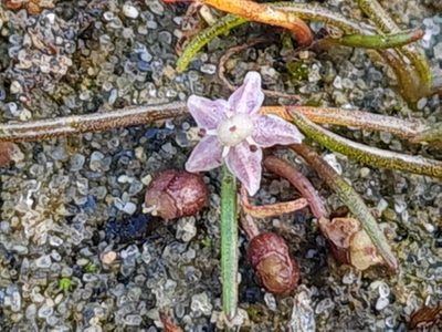 Lilaeopsis novae-zelandiae, photographed by gnapp