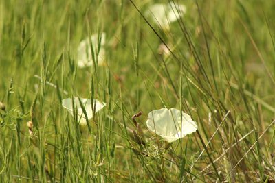 Calystegia macrostegia, photographed by Elly Poretsky