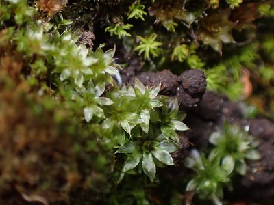 Rosulabryum canariense, photographed by Randal