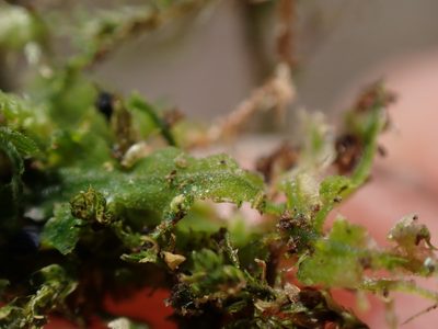 Metzgeria pubescens, photographed by Randal