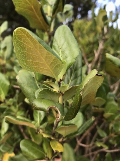 Coprosma chathamica, photographed by Leon Billows