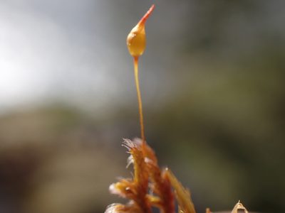 Pseudobraunia californica, photographed by Randal