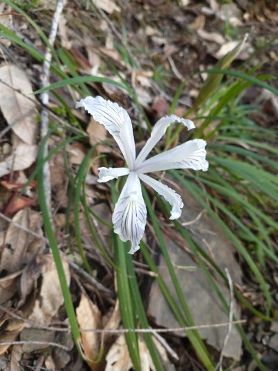 Iris tenuissima, photographed by Drew Meyer
