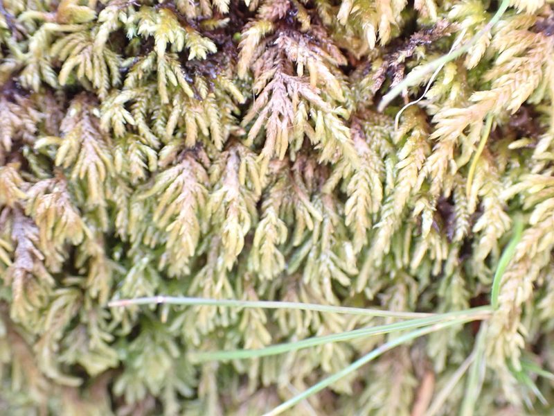 Pseudisothecium cristatum, photographed by Randal