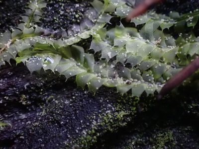 Lophocolea bidentata, photographed by Randal