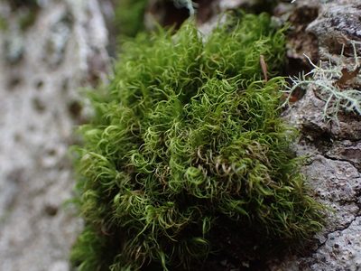 Dicranum fuscescens, photographed by Randal