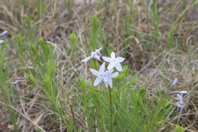 Amsonia ciliata, photographed by Reid Hardin