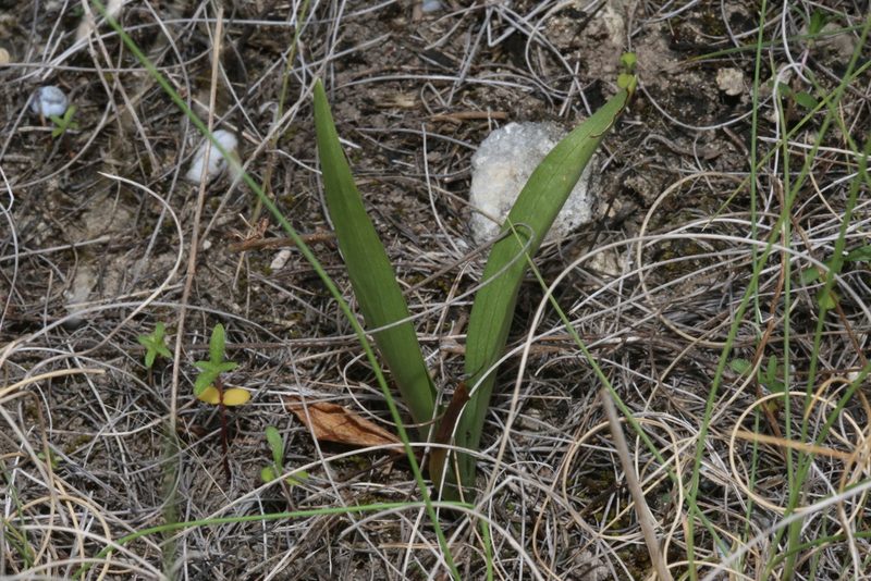 Spiranthes magnicamporum, photographed by Reid Hardin