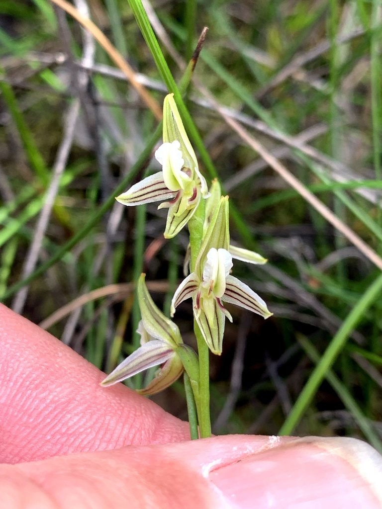 Prasophyllum striatum, photographed by Lukas Clews