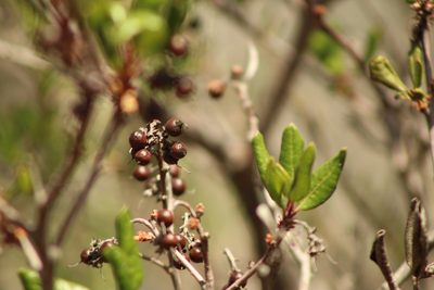 Xylococcus bicolor, photographed by Elly Poretsky