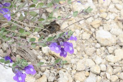 Scutellaria wrightii, photographed by Reid Hardin
