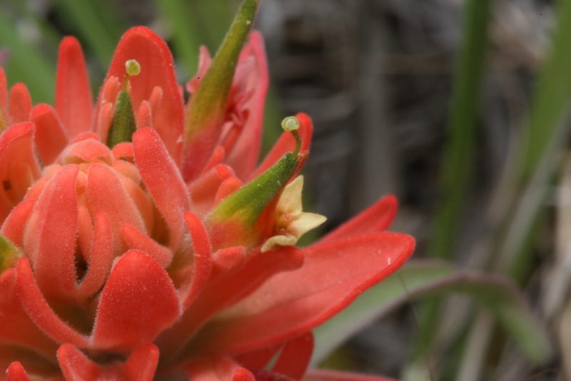 Castilleja lindheimeri, photographed by Reid Hardin
